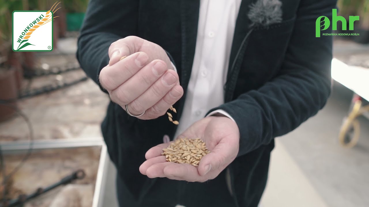 Wronkowski Nasiona z Poznańskiej Hodowli Roślin