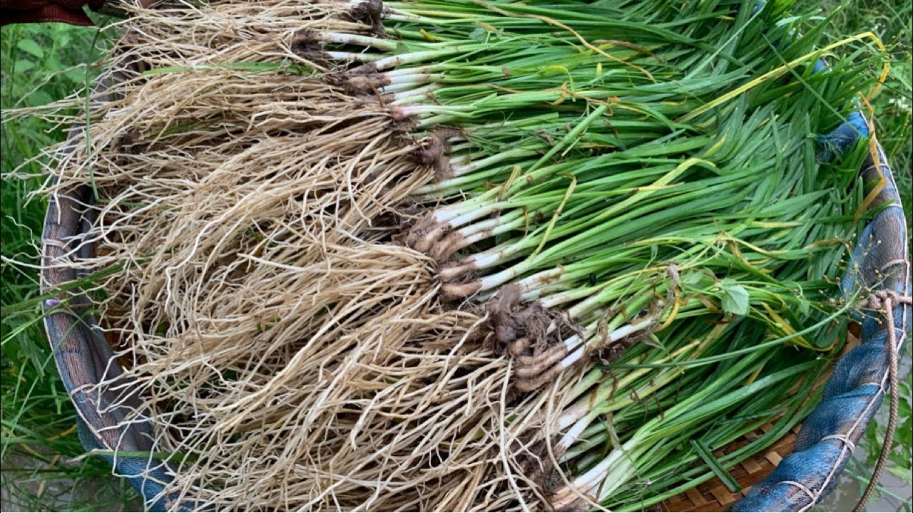 Harvest Garlic Chives | Chinese Chives Harvest | Daily Life and Nature