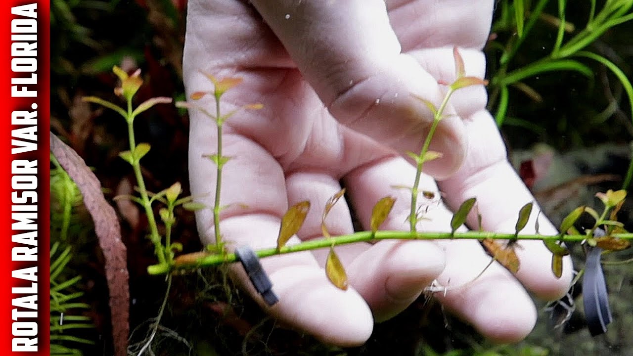 Rotala Ramosior Florida