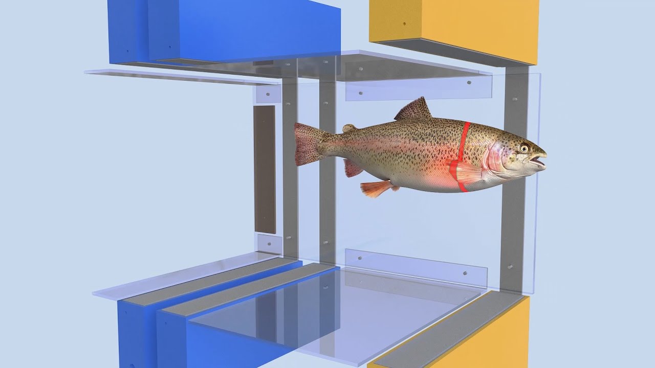 IchtyoS System: Automated Fish Monitoring Counter
