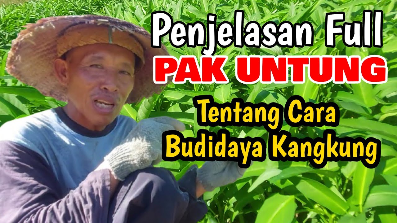 BELAJAR TANAM KANGKUNG || PENJELASAN PAK UNTUNG TENTANG CARA TANAM KANGKUNG
