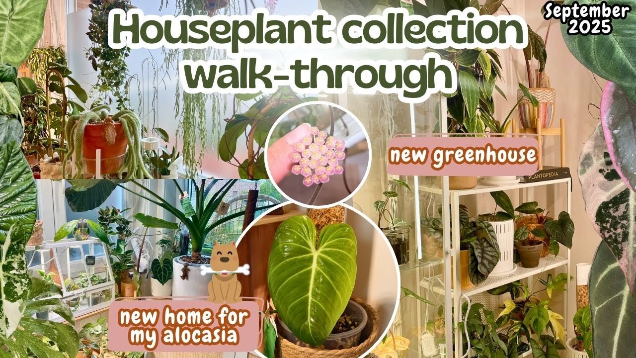 Walkthrough of my 300+ houseplant collection 🌿