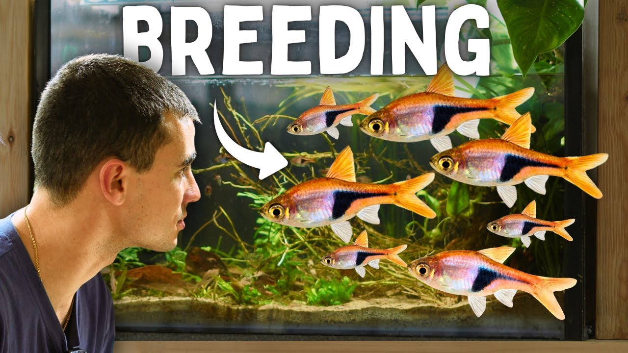Harlequin Rasbora Breeding Secrets – What No One Tells You!