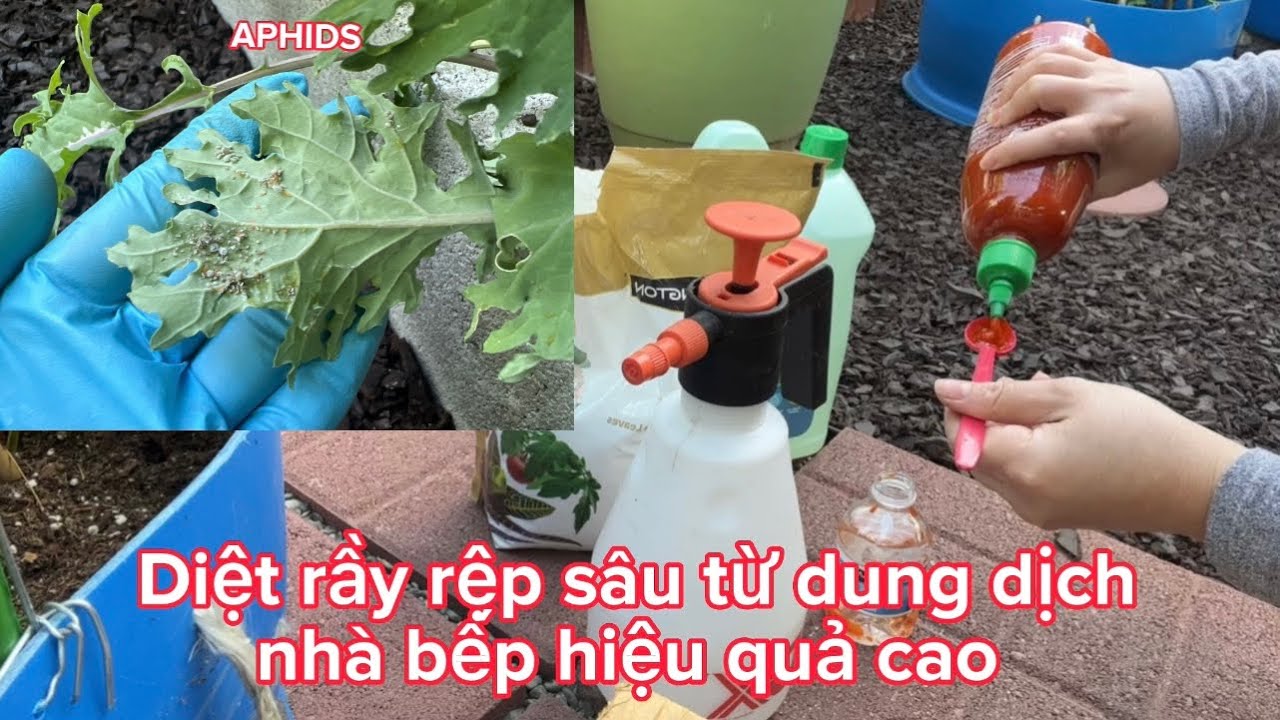 Diệt rầy mềm, rệp xanh, đen, sâu đơn giản hiệu quả cao | How to get rip of APHIDS on plants