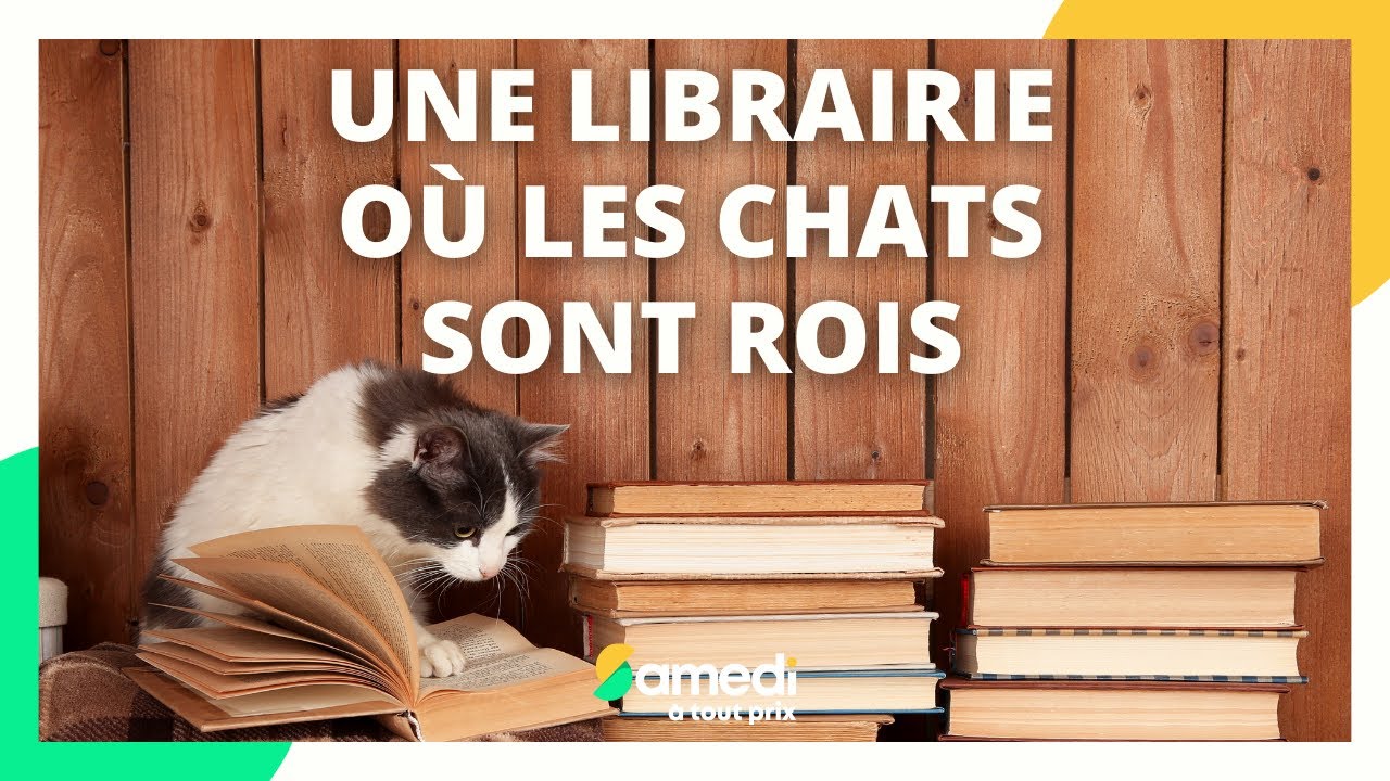 Une librairie où les chats sont rois - Samedi à tout prix