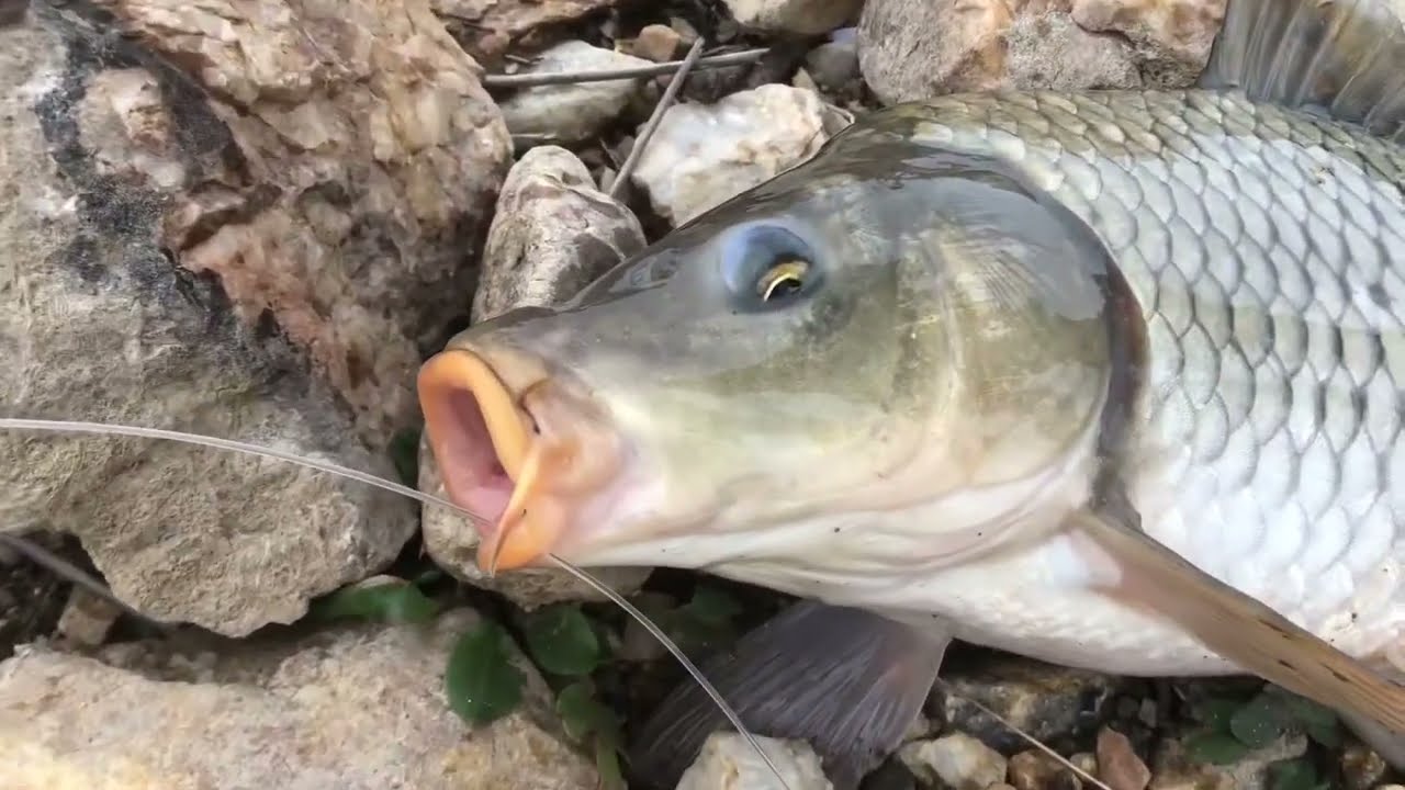 Küspeli sazan avı #SazanAvı#BalıkAvı#Fishing