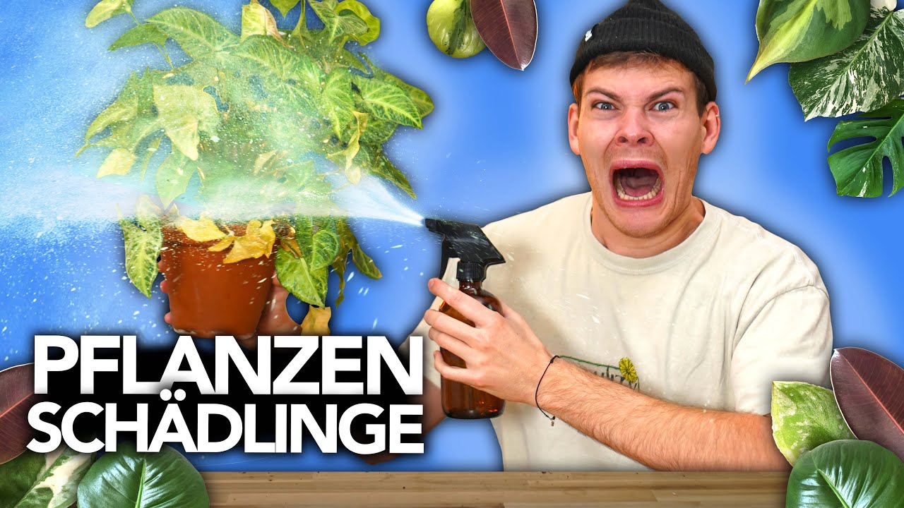SCHÄDLINGE AUF ZIMMERPFLANZEN - Wie man sie wieder los wird | Joey's Jungle Plants