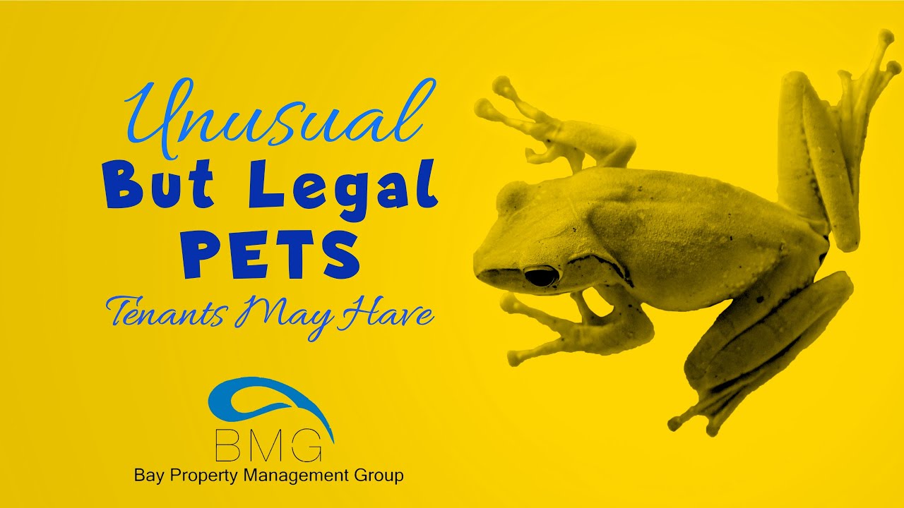 Unusual But Legal Pets Tenants May Have in a Rental Property