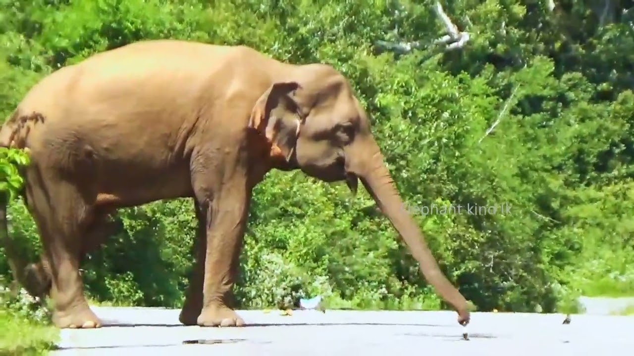 🐘 Elephant Tries to Lift a Vehicle Wheel in Sri Lanka | Intense Wildlife Encounter