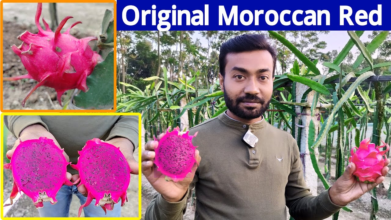 Original Moroccan Red Dragon Fruit Harvest-Weight-Taste Checking 2025 || Dragon Fruit Farming Profit