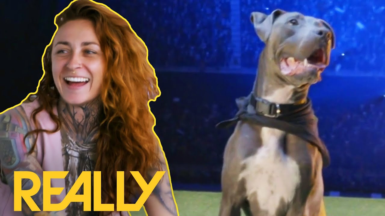 Cute Pit Bull Terrier Tries To Get Adopted At A Dog Ball! | Pit Bulls & Parolees