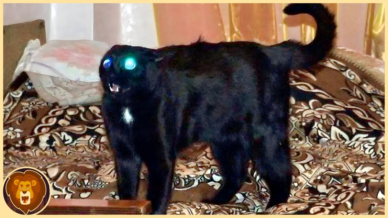 Diese 15 Katzen werden nur einmal in Tausend Jahren geboren