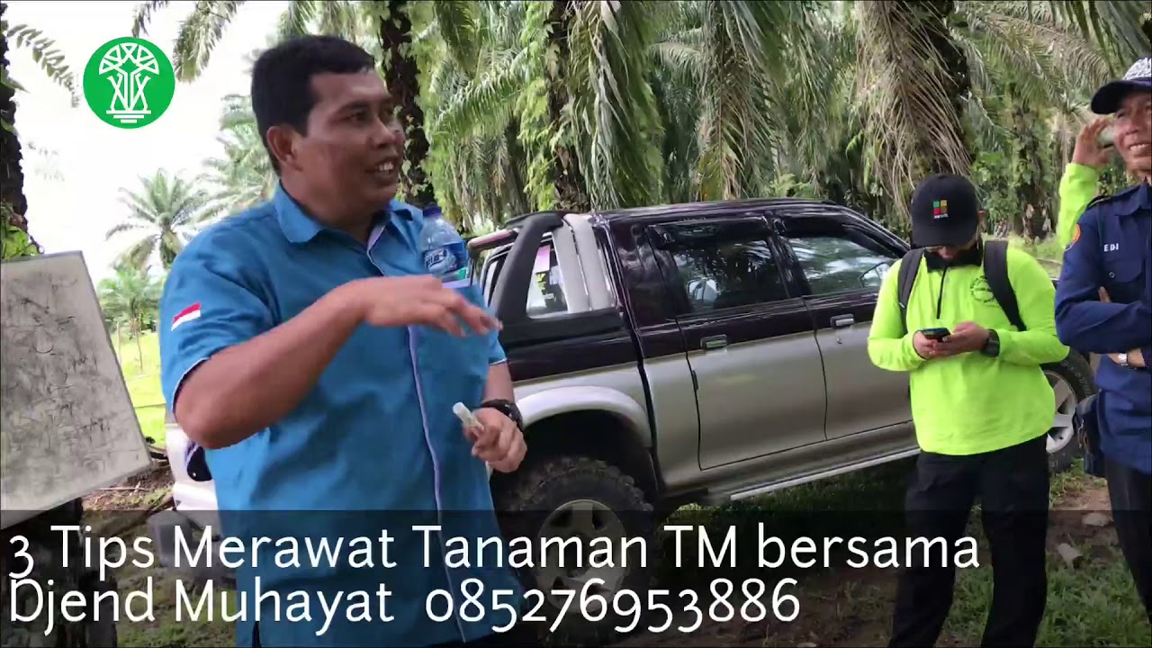 3 Tips Utama Merawat Sawit TM !