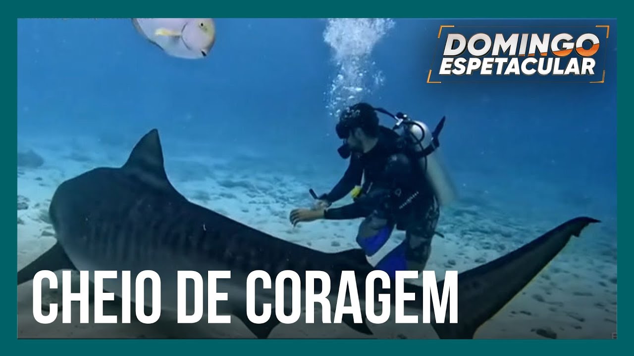 Mergulhador conta o segredo para nadar entre os tubarões sem sofrer um ataque fatal
