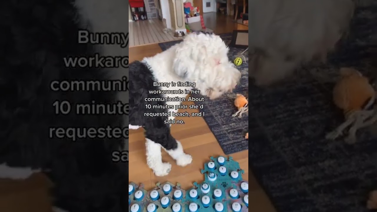 Clever girl #doggyanthem #OhNo #dogsoftiktok #fypシ #bunnythedog