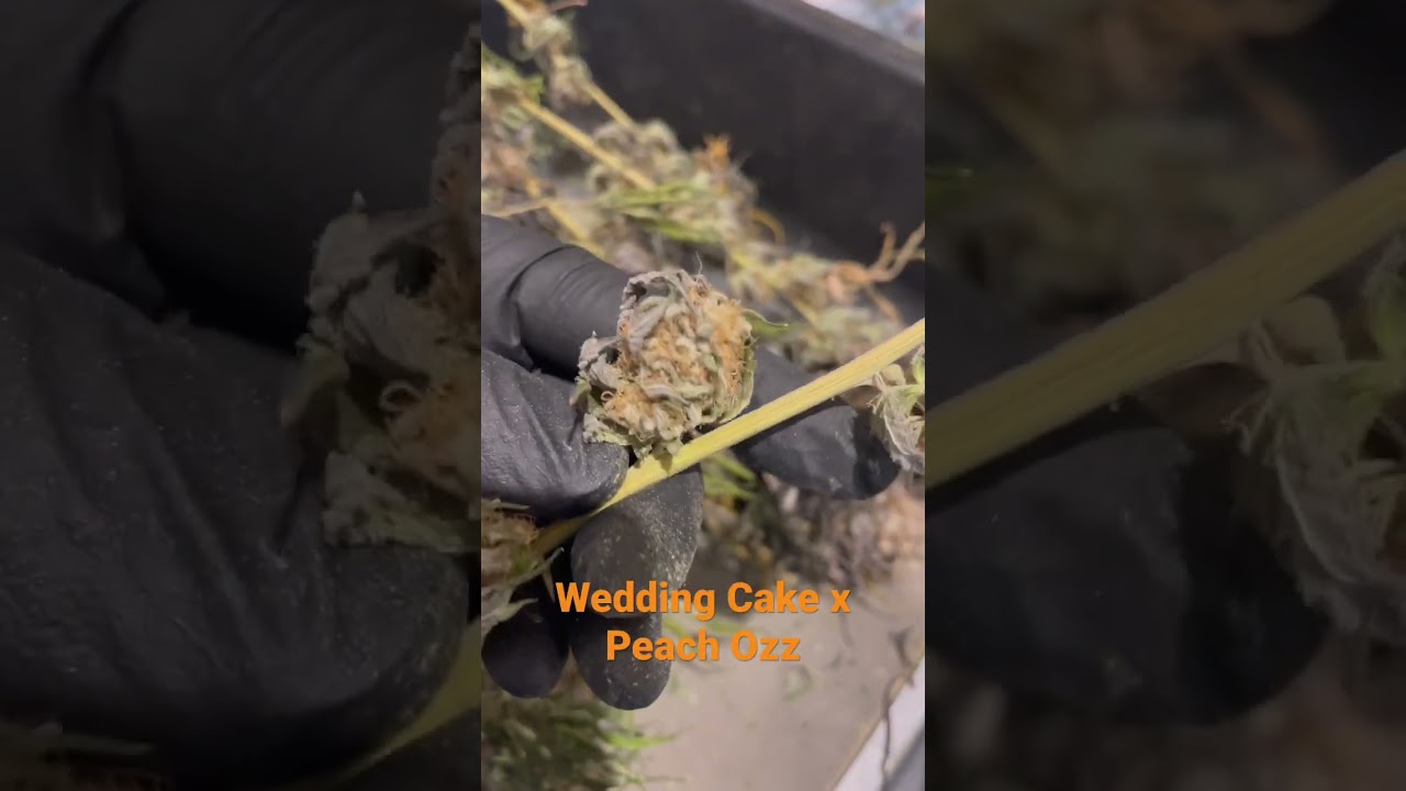 Perfect tree tester Wedding Cake x Peach Ozz