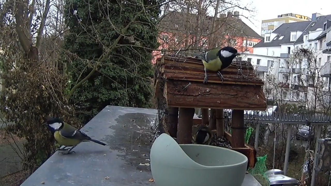 Kohlmeisenfamilie fliegt ein