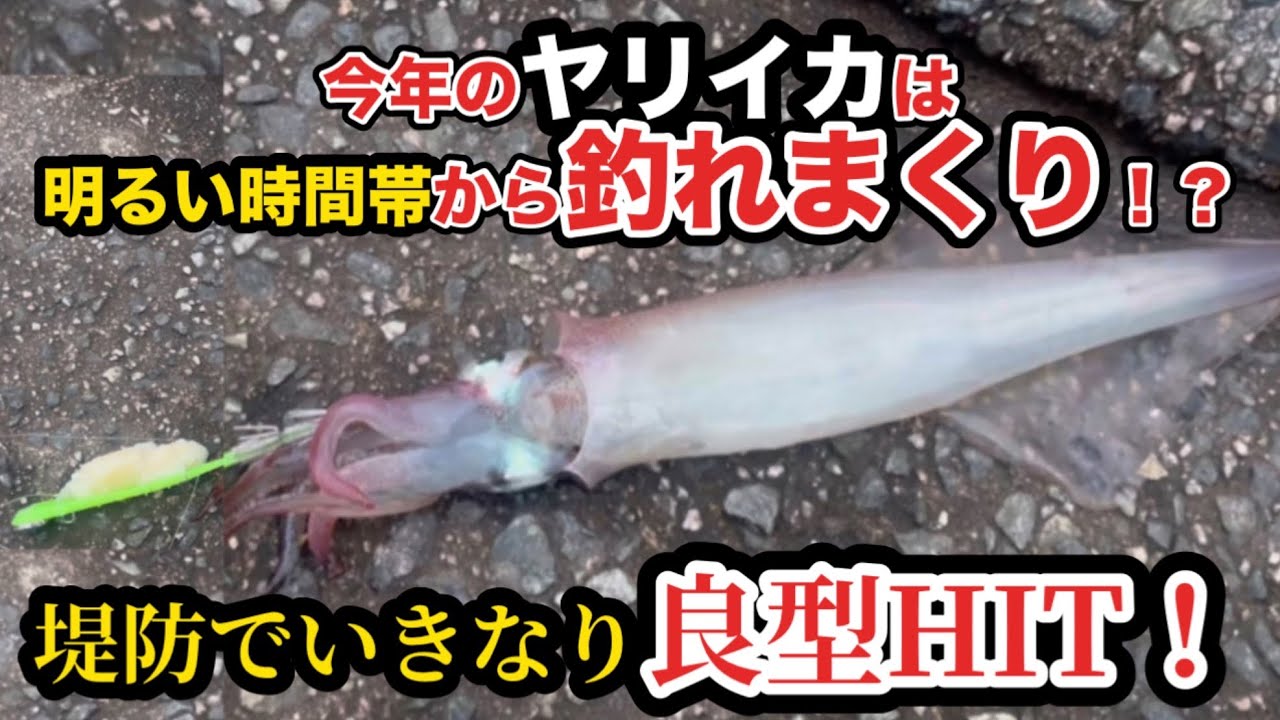 【山陰】ヤリイカシーズン到来！明るい時間帯から狙うのが吉！【ウキ釣り】