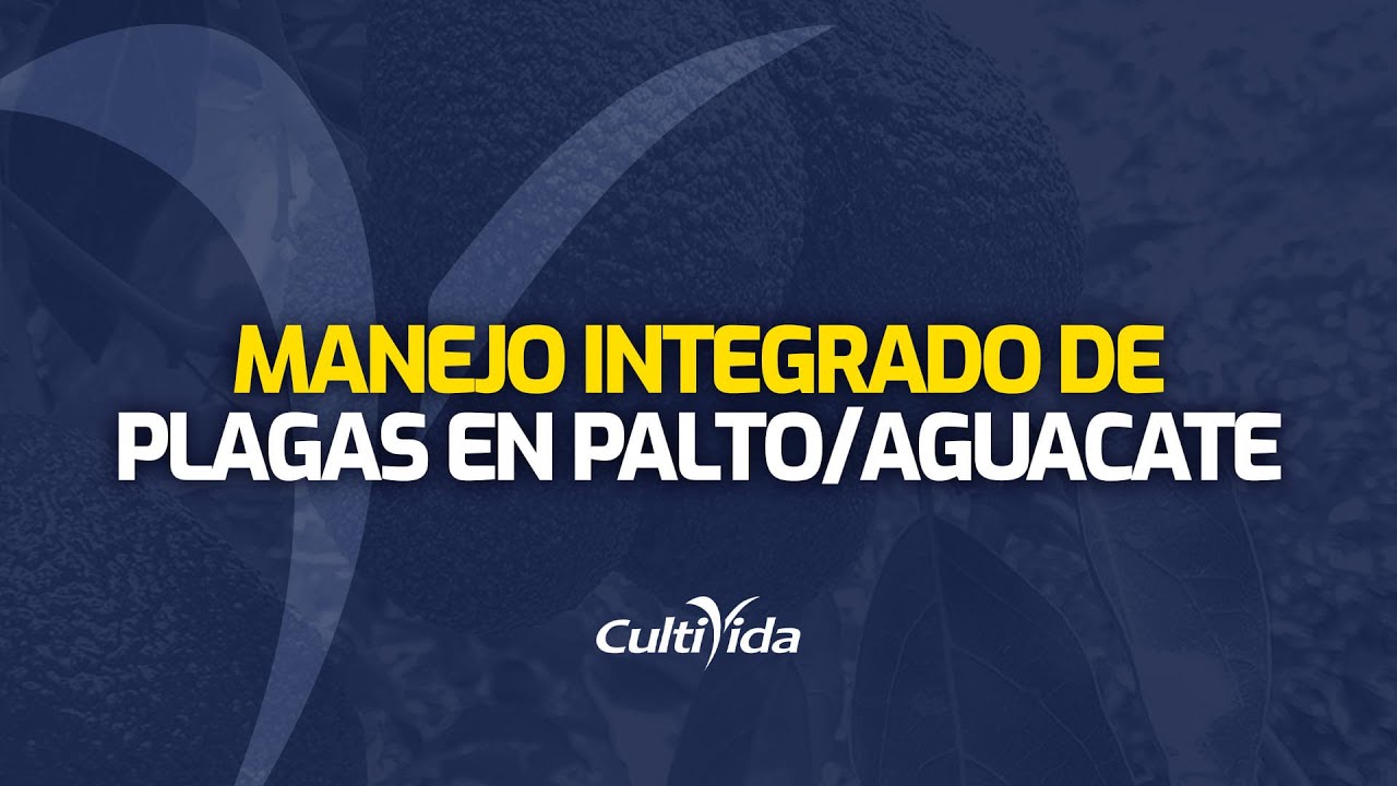 PALTO 🥑🥑 [AGUACATE] MANEJO INTEGRADO DE PLAGAS🌾🌾
