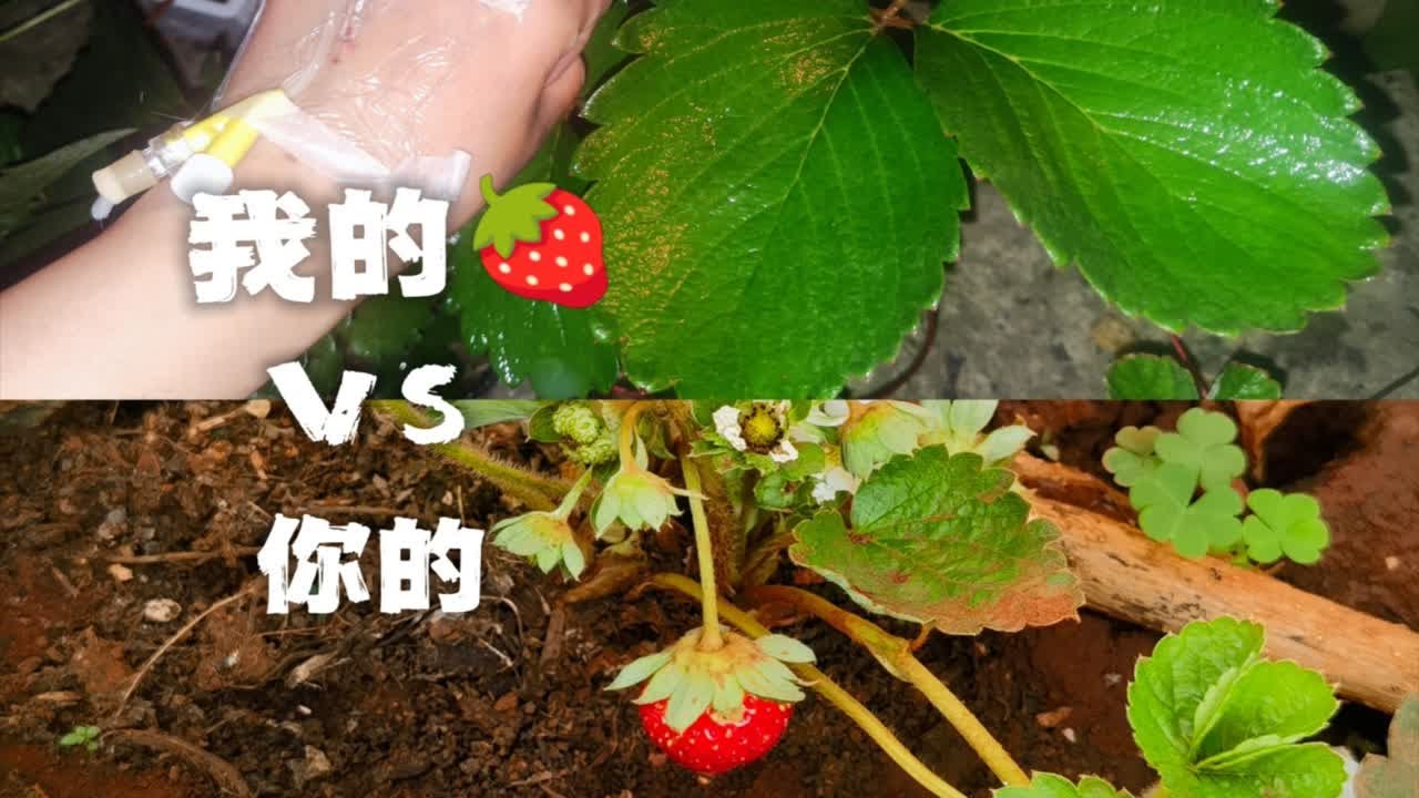 草莓壮苗！怎么养出巴掌大的叶子？