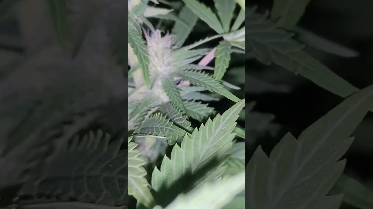 Sour Diesel, Two Weeks Into Flower😱, In The Sun Just For Fun 💚🙏, Happy Growing Yall