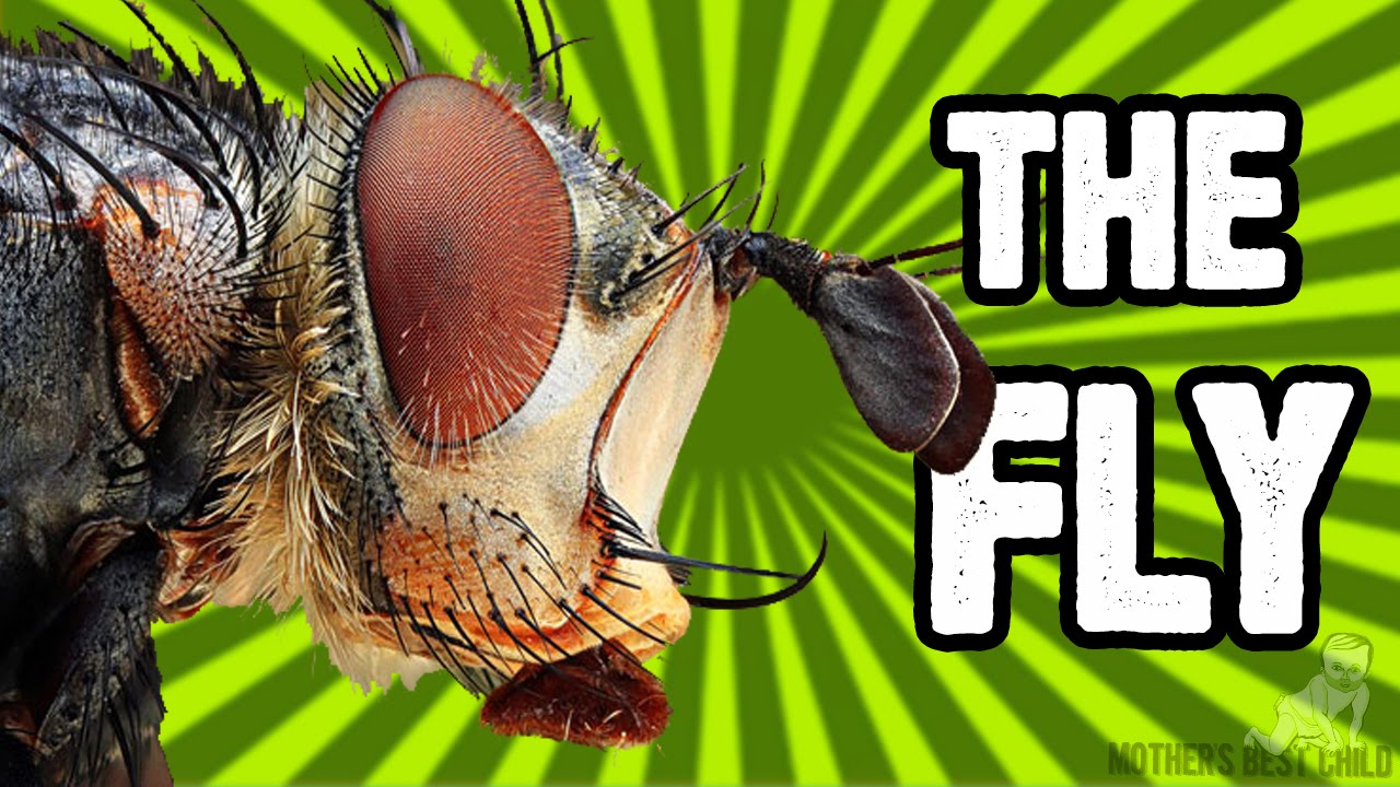 The Fly