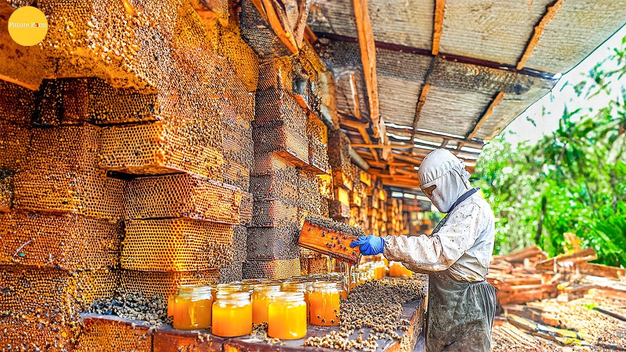 How China Raises Billions of Queen Bees to Produce Millions of Tons of Honey | Modern Agriculture