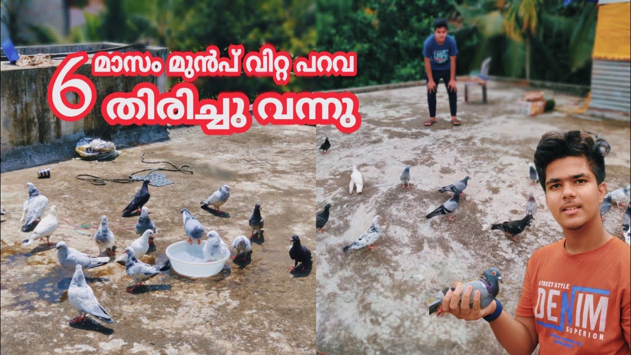 വിറ്റ പ്രാവിന്റെ തിരിച്ചുവരവും. കൂട്ടിൽ വിരിഞ്ഞ പറവ കുട്ടികളും❤