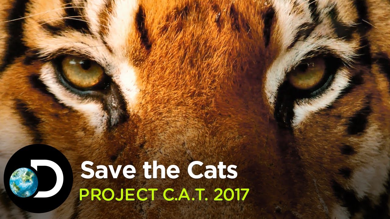 Save the Cats | Project C.A.T. 2017