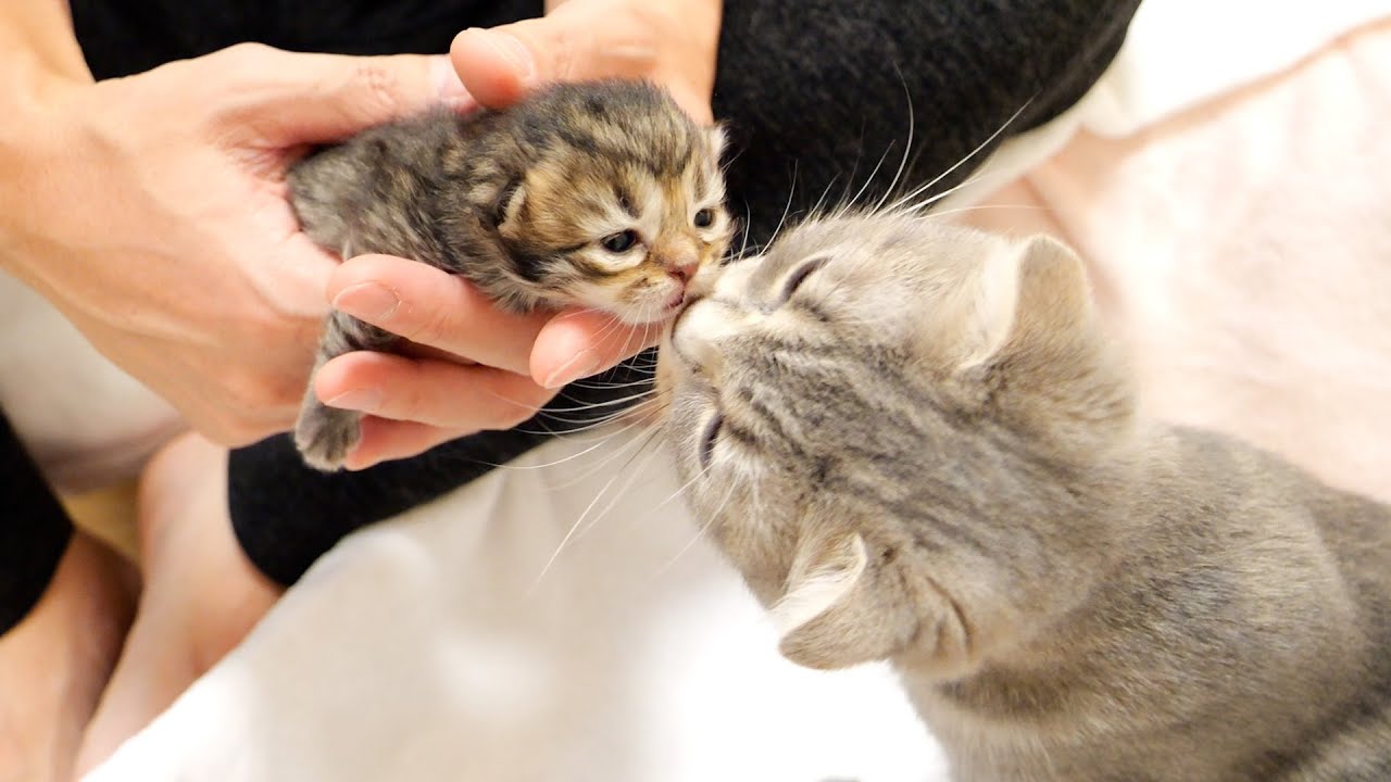 Finally the kittens have opened their eyes!