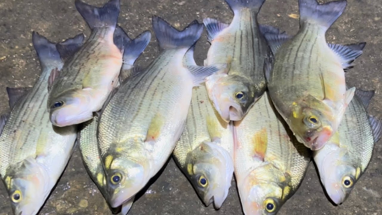 ¿Como Pescar muchos white bass de noche? Aquí te dejo unos consejos