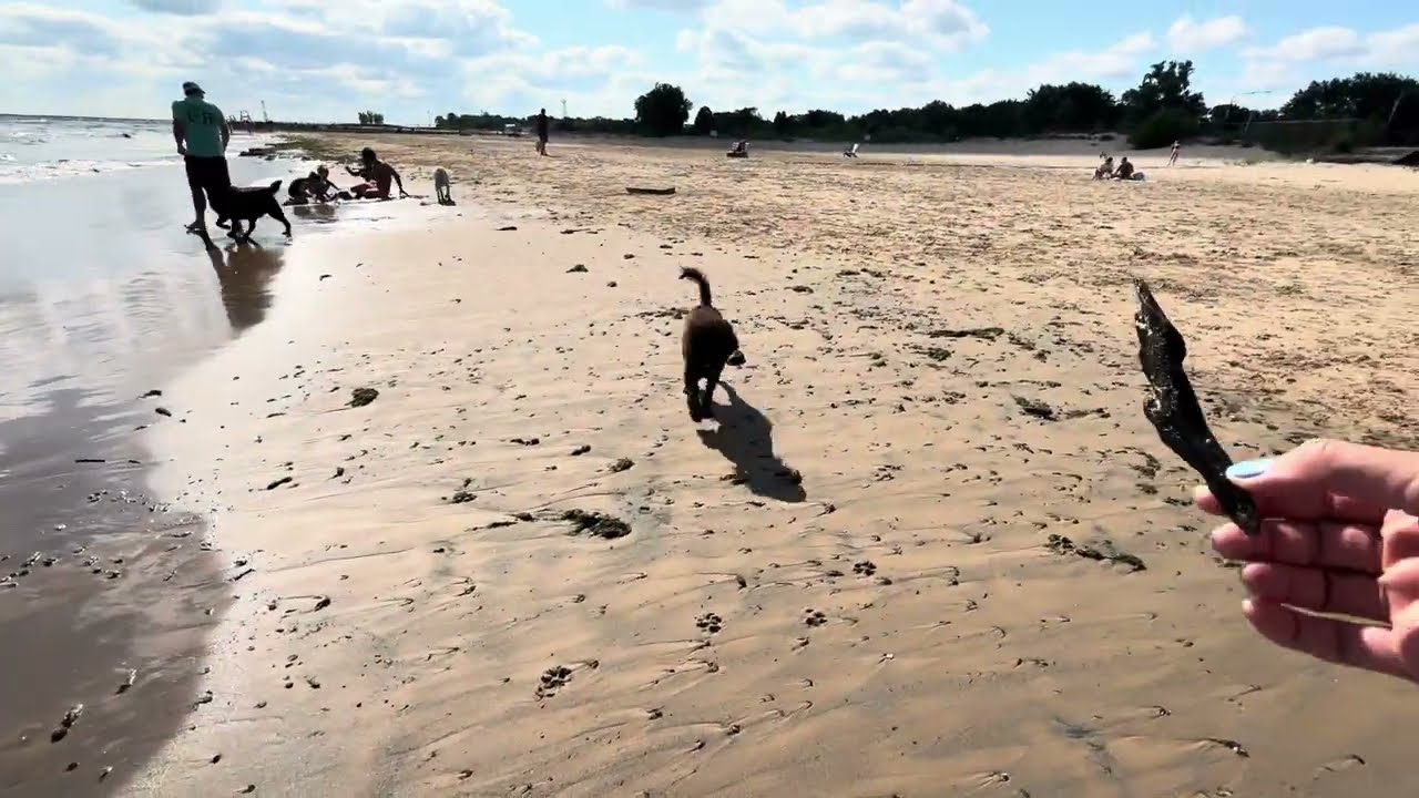 Monroe Dog Beach Chicago with Tyler