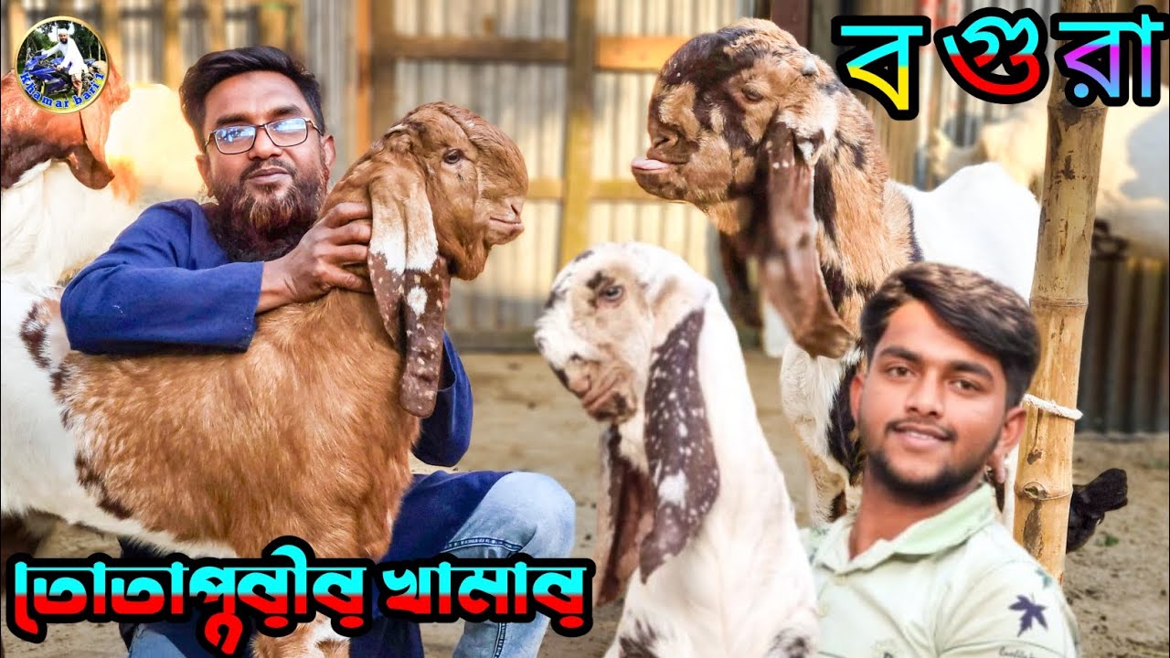 👉তোতাপুরী ছাগলে কোয়ালিটি || কেমন হয় দেখুন তোতাপুরী ছাগল কিনুন ||বেলচা বগুড়া হাফিজ ভাইয়ের ফার্মে