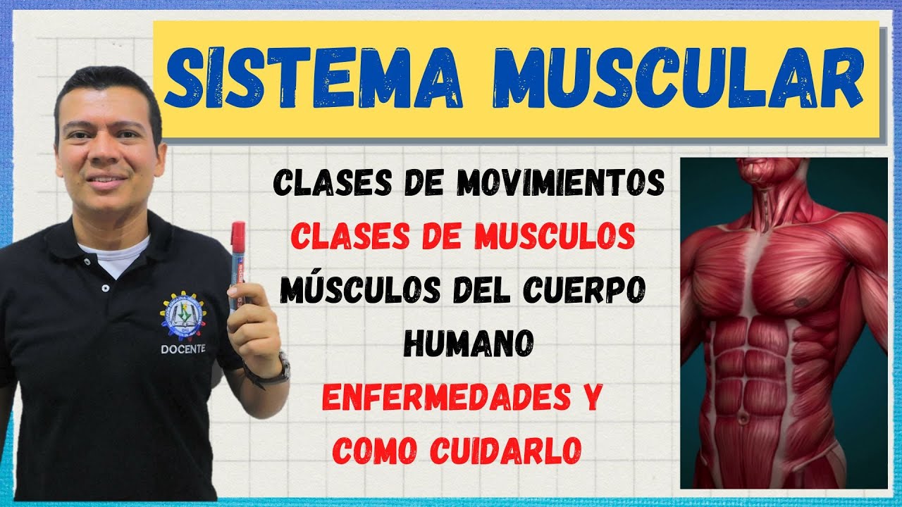 EL SISTEMA MUSCULAR. LOS MUSCULOS DEL CUERPO HUMANO, CLASES DE MUSCULOS, ENFERMEDADES Y CUIDADOS