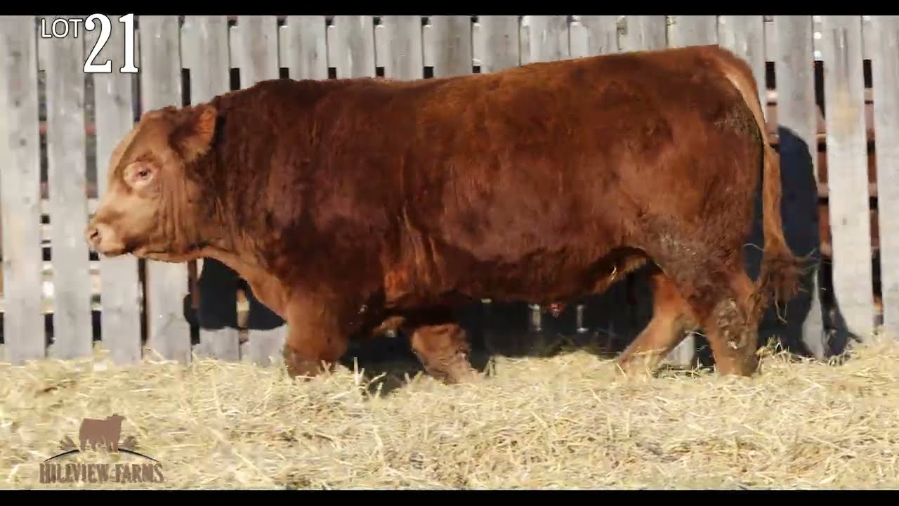 Hillview Farms Bull & Female Sale 2026 Lot 21 Hillview Mama's Boy 217M