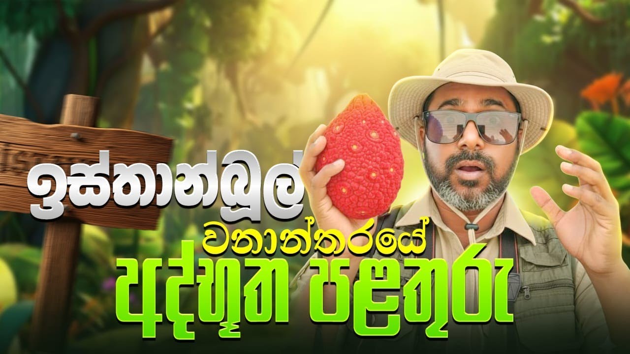 ඉස්තාන්බුල් වනාන්තරයේ හමුවුණු අගනා පලතුරු තුන | Italy ජාතික වෘක්ෂයත් මෙහි