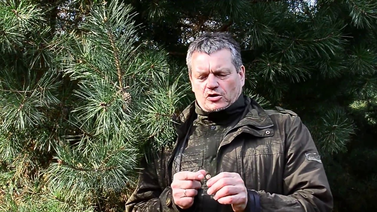 Sosny – drzewa niezwykłe. Odcinek 18.