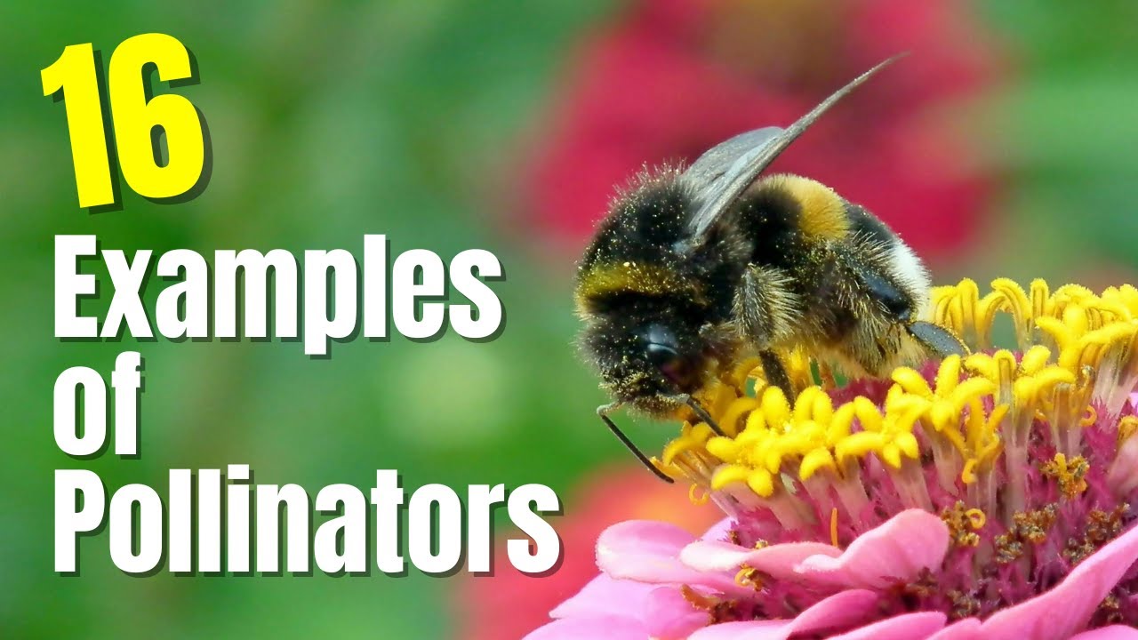 16 Examples of Pollinators 🌼🐝