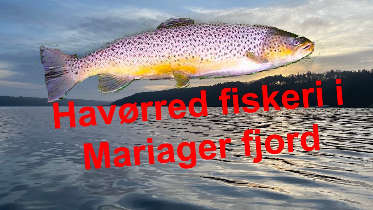 Havørred fiskeri i Mariager fjord