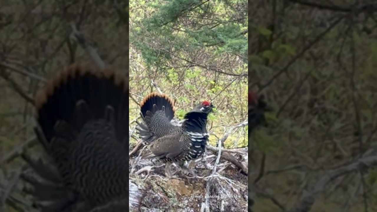 Spruce Grouse on Display #alaska #wildlife #grouse