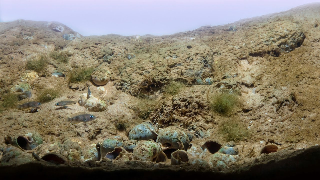 #BADC2019 / Lake Tanganyika, sandy sedimentary bottom area in Ndole Bay, Zambia, 60 L