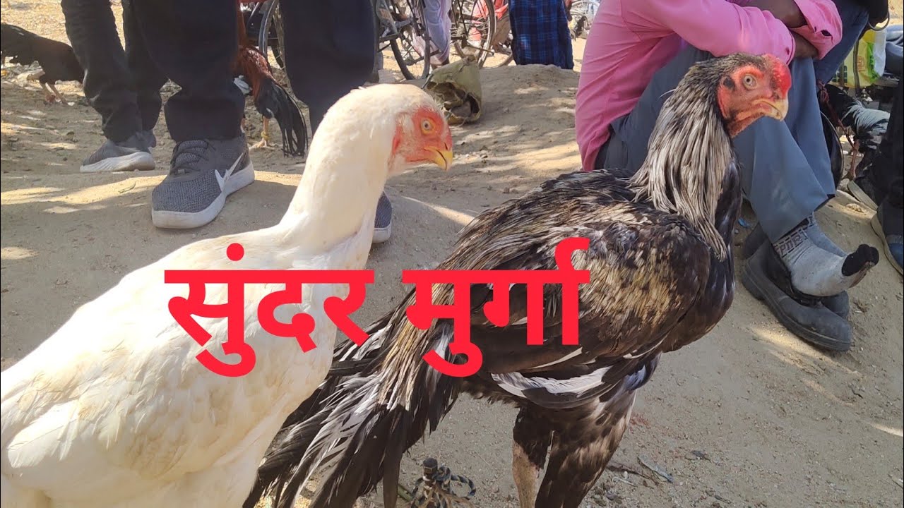 top class Ka Murga // Shandar Murga hat//