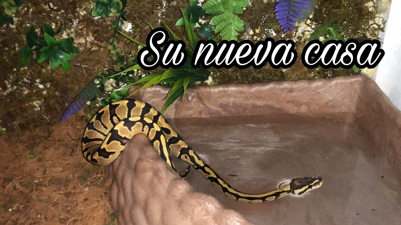 Por fin mi pitón bola está en su terrario-Terrario para reptiles 🐍💜