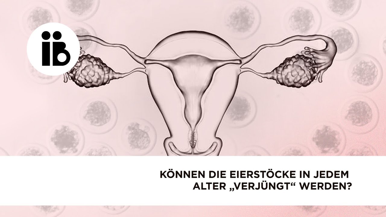 K&ouml;nnen die Eierst&ouml;cke in jedem Alter &bdquo;verj&uuml;ngt&ldquo; werden?