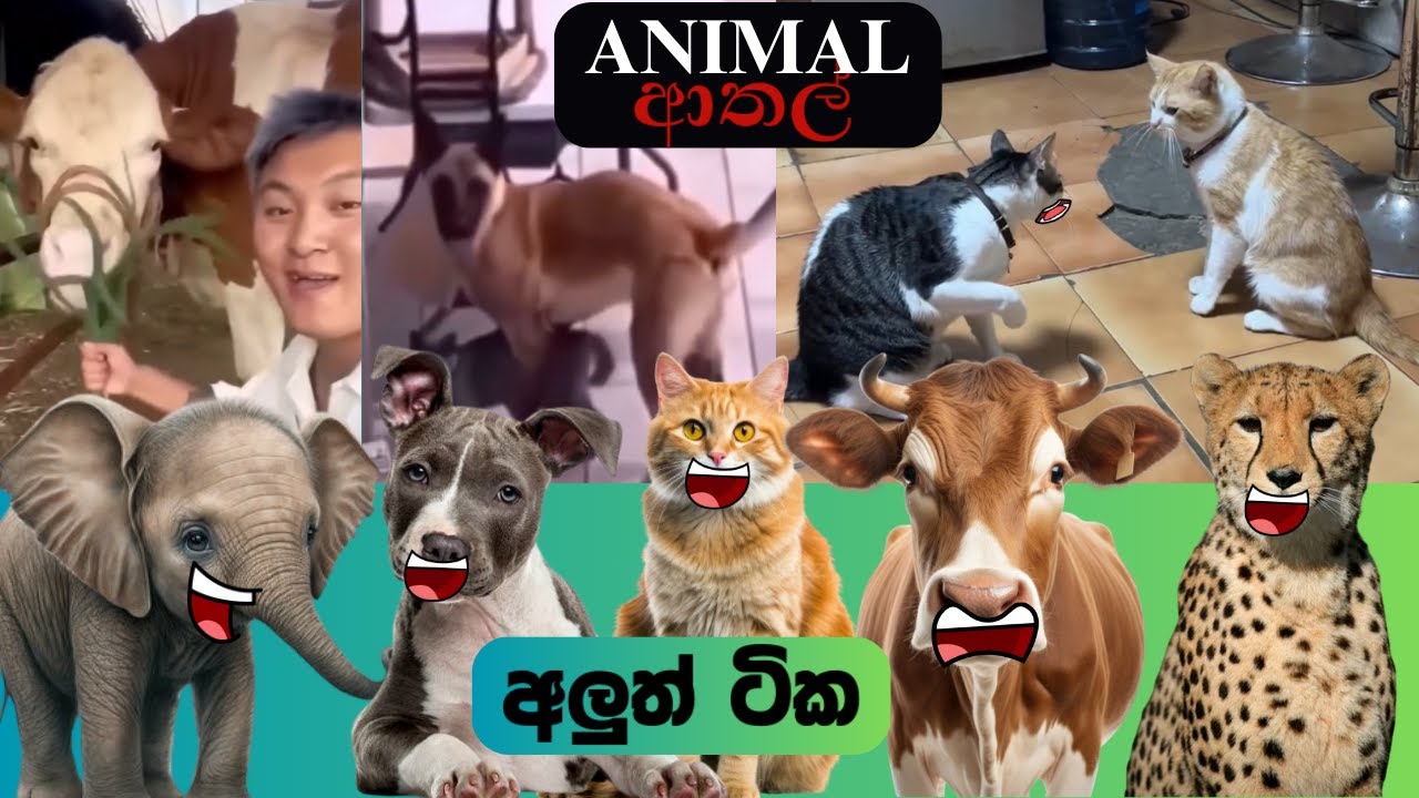හරිම කූජීතයී නේද? | Animal Athal Katha | Sinhala Sattu Athal | Sinhala Meme Athal | Animal Athal
