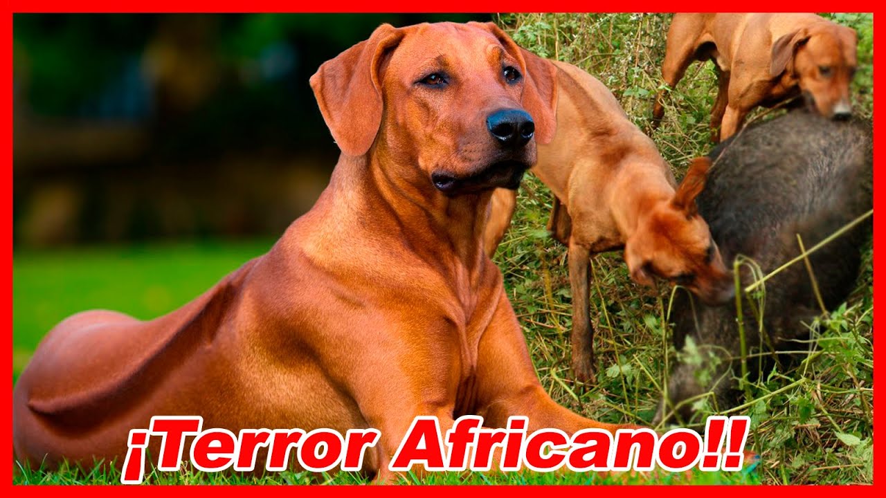 El FEROZ CAZADOR de leones 🦁Perro CRESTADO RODESIANO
