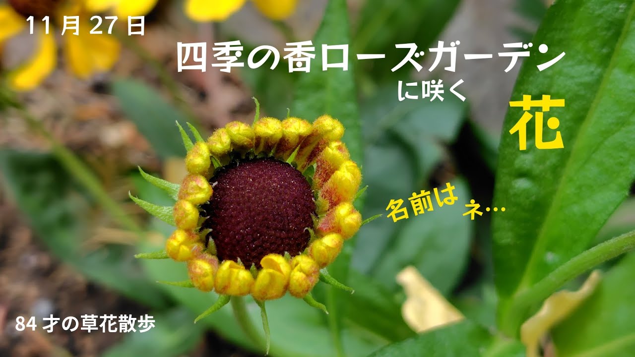 可愛い花たちの..ひとりごと…練馬区光が丘「四季の香ローズガーデン」に咲く花。2025.11.27撮影