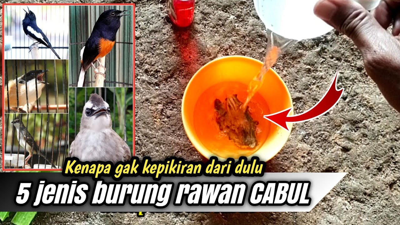 Dahsyat Ramuan ini BURUNG CABUL 100% SEMBUH TOTAL‼️Untuk semua jenis burung