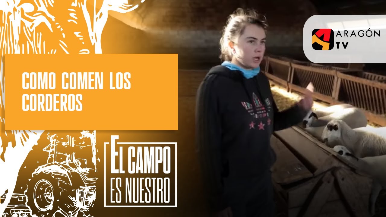Así comen los corderos antes de llegar a ser 