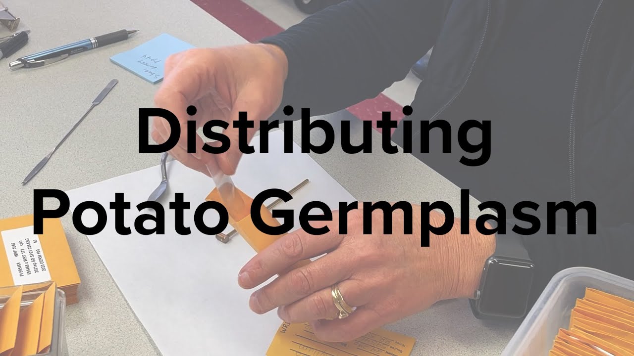 Distributing Potato Germplasm